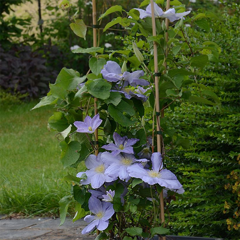 Clematis SUCCESS Lavender - Grootbloemige clematis (Groeiplaats)