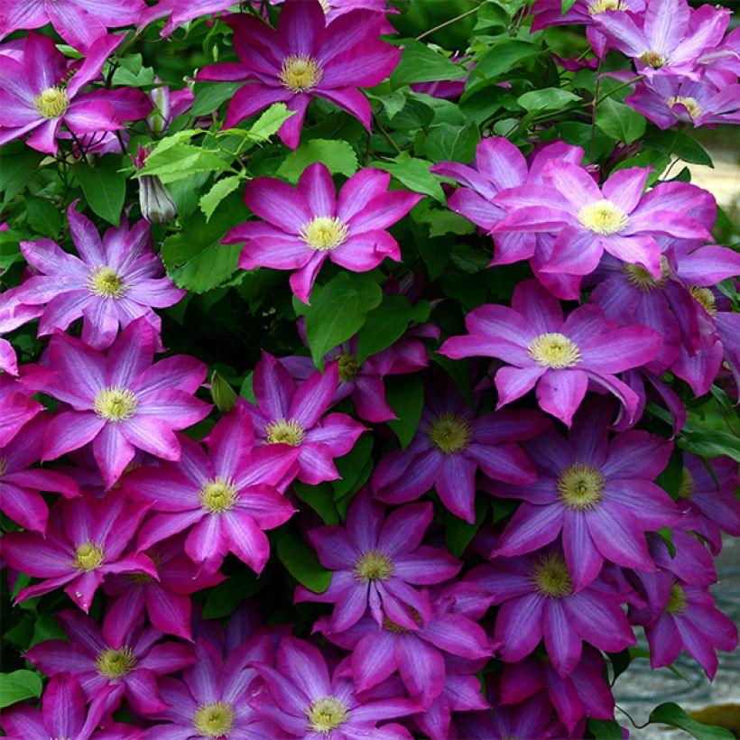 Clematis patens Kakio - Bosrank (Flowering)