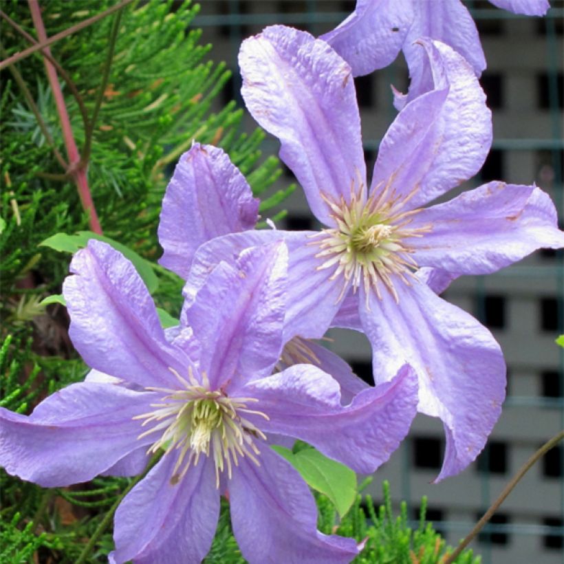 Clematis Prince Charles - Italiaanse clematis (Flowering)