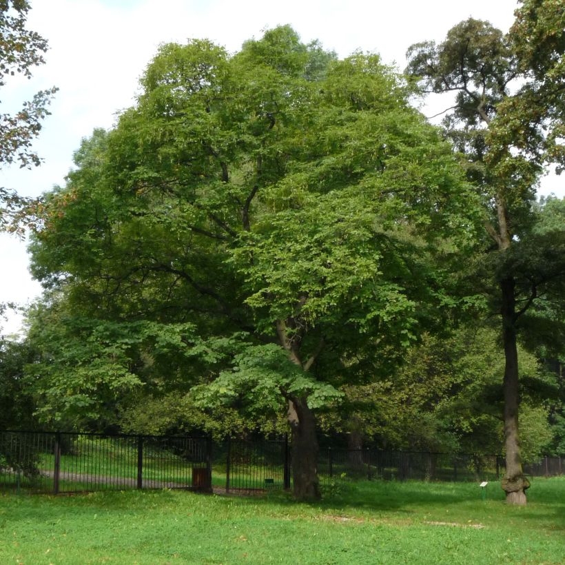 Cladrastis kentukea - Gele houtboom (Plant habit)