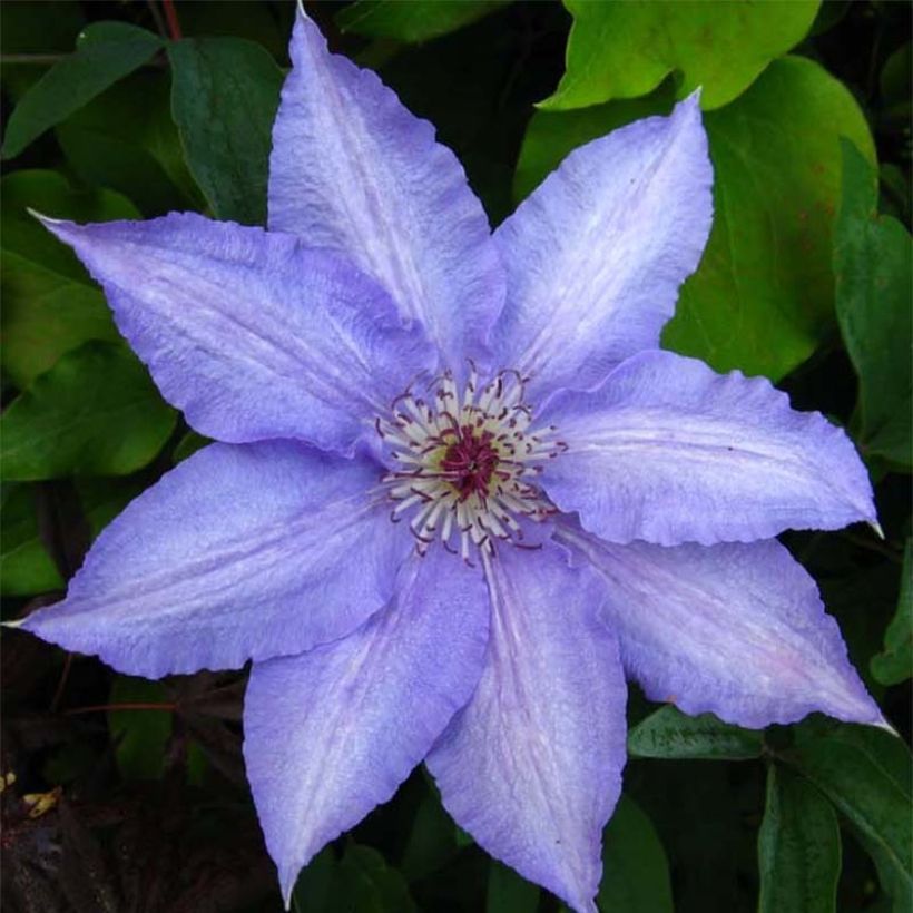 Clematis Alice Fisk - Grootbloemige clematis (Flowering)