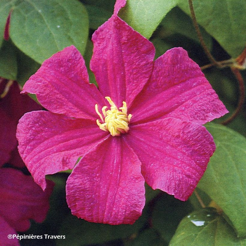 Clematis Barbara Harrington - Grootbloemige clematis (Flowering)