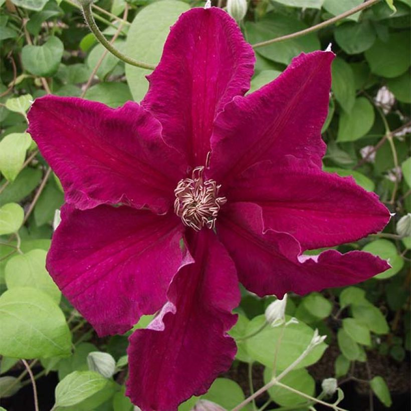 Clematis viticella Ernest Marckham - Italiaanse clematis (Flowering)