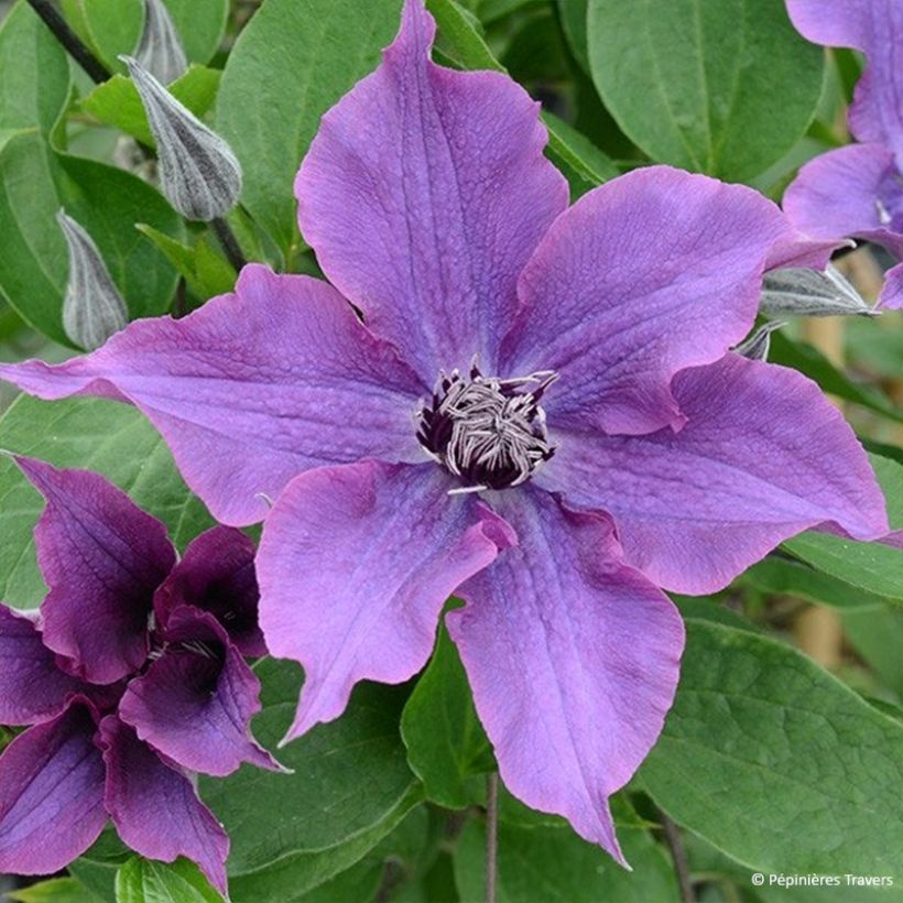 Clematis Guiding Promise - Grootbloemige clematis (Bloei)