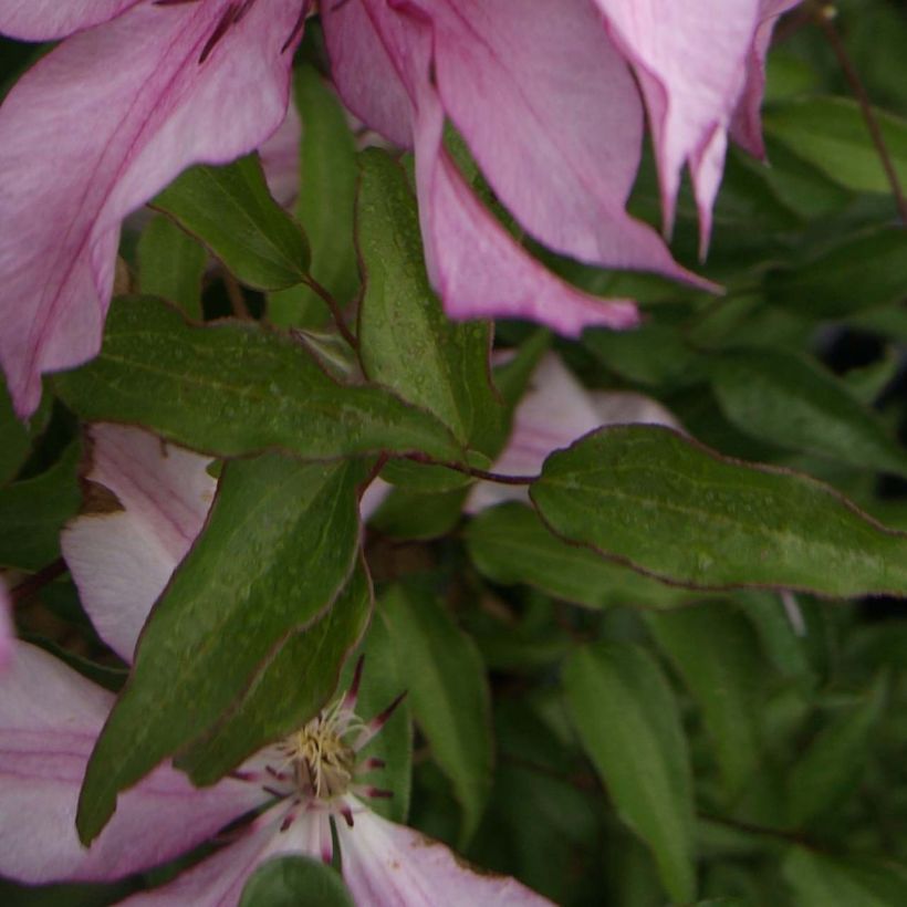 Clematis patens Isabella Zo12220 - Bosrank (Foliage)