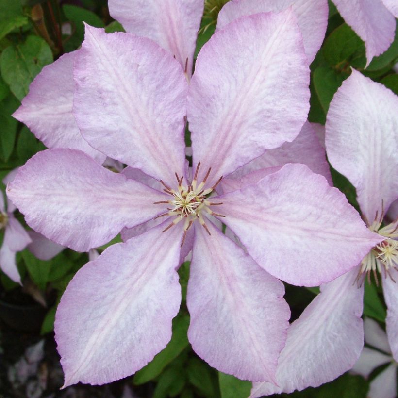 Clematis patens Margaret Hunt- Bosrank (Flowering)