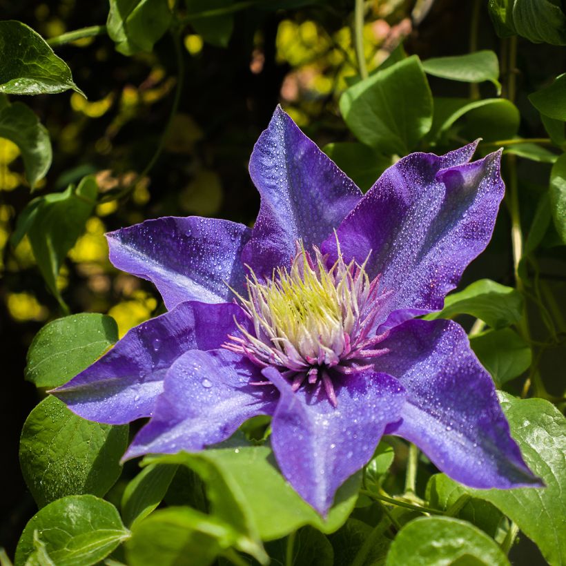 Clematis patens Multi Blue - Bosrank (Bloei)