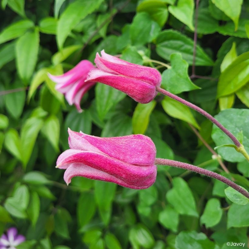 Clématite - Clematis texensis Notre-Dame de Paris (Bloei)