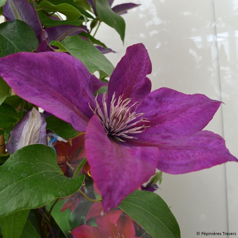 Clematis Picardy - Grootbloemige clematis (Flowering)