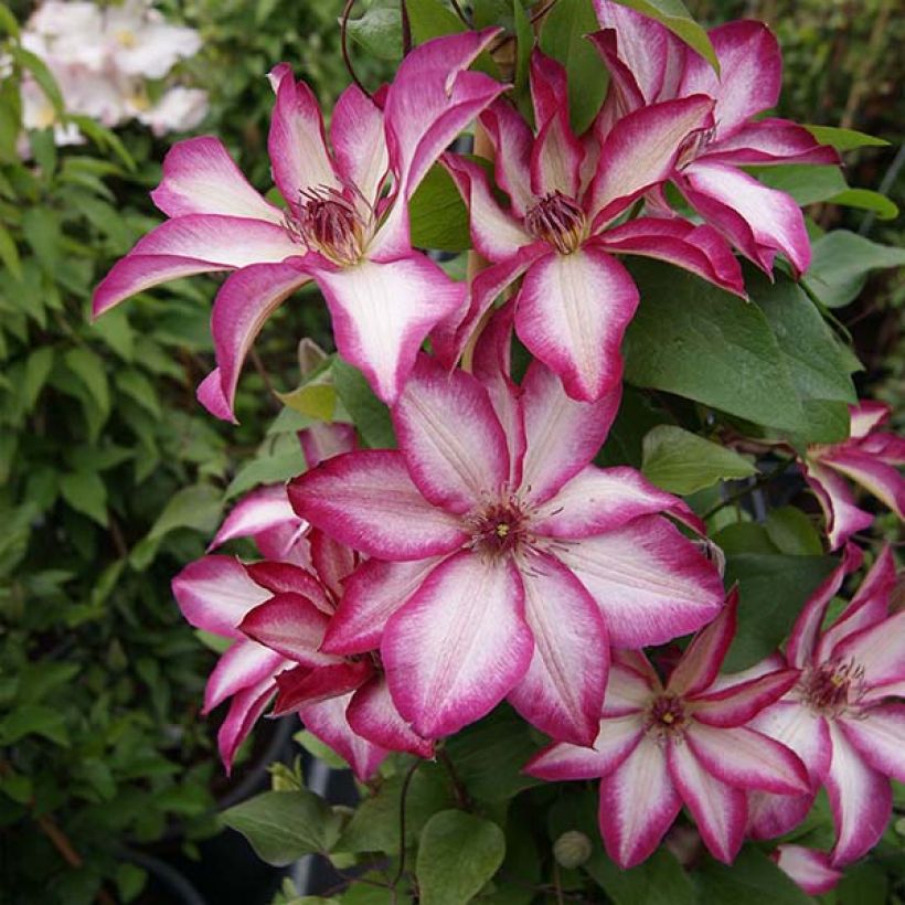 Clematis patens Picotee- Bosrank (Plant habit)