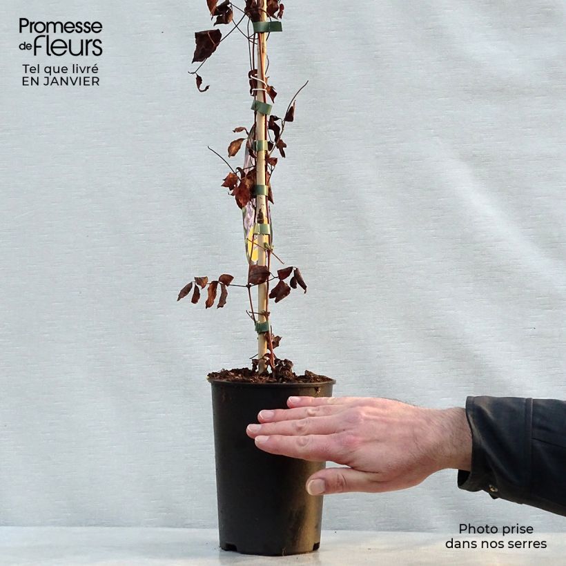 Example of Clematis Prince Charles - Italiaanse clematis Pot van 2 l/3 l as you get in hiver