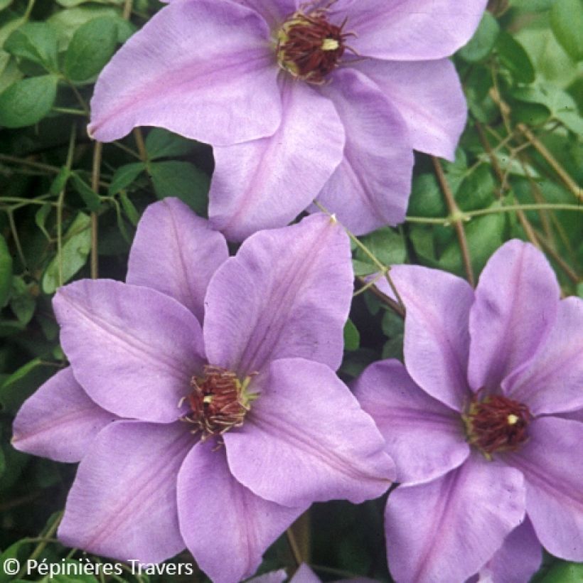 Clematis patens Ramona - Bosrank (Bloei)