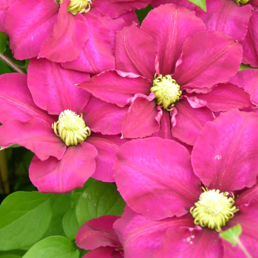 Clematis SUCCESS Magenta - Grootbloemige clematis (Bloei)