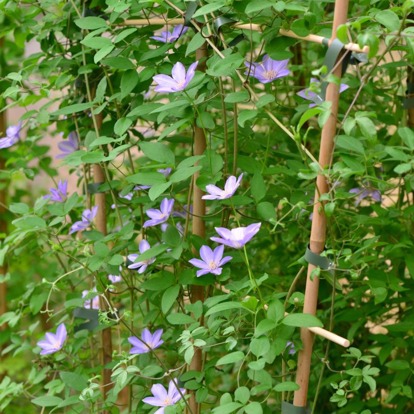 Clematis Sugar Sweet Scented - Grootbloemige clematis (Plant habit)