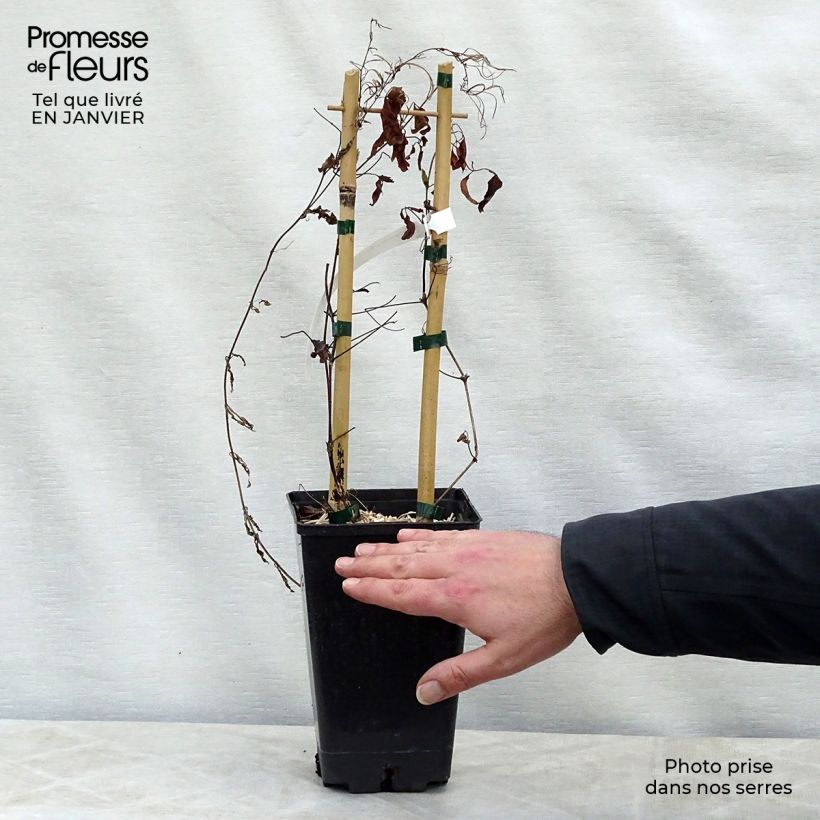 Example of Clématite - Clematis Sen no Kaze Pot van 2 l/3 l as you get in hiver
