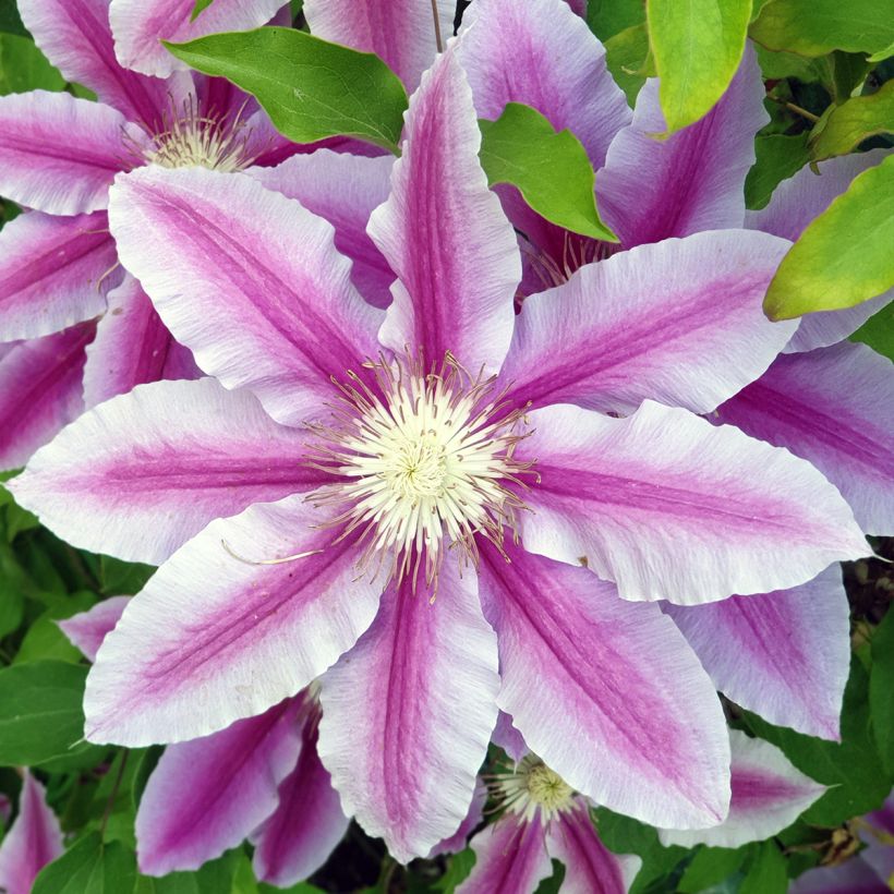 Clematis patens Sugar Candy - Bosrank (Bloei)