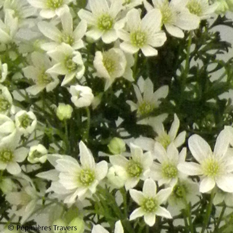 Clematis Tai Yang - Bosrank (Bloei)
