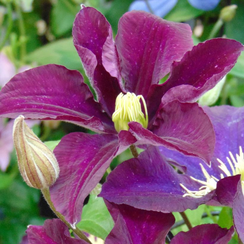 Clematis Warszawska Nike - Bosrank (Flowering)