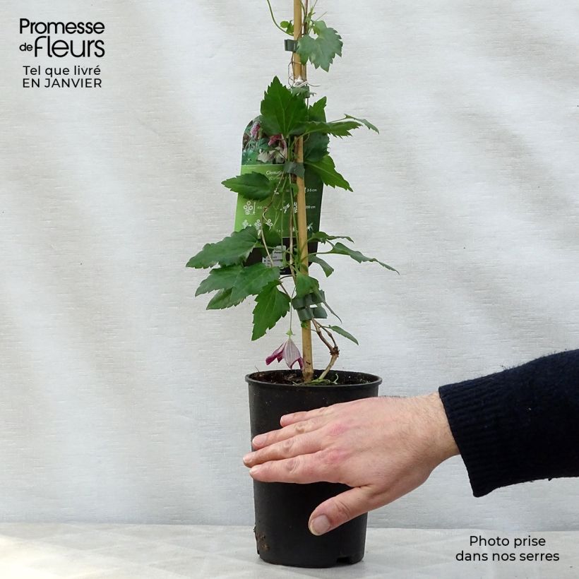 Example of Clématite - Clematis cirrhosa Freckles Pot van 2 l/3 l as you get in hiver