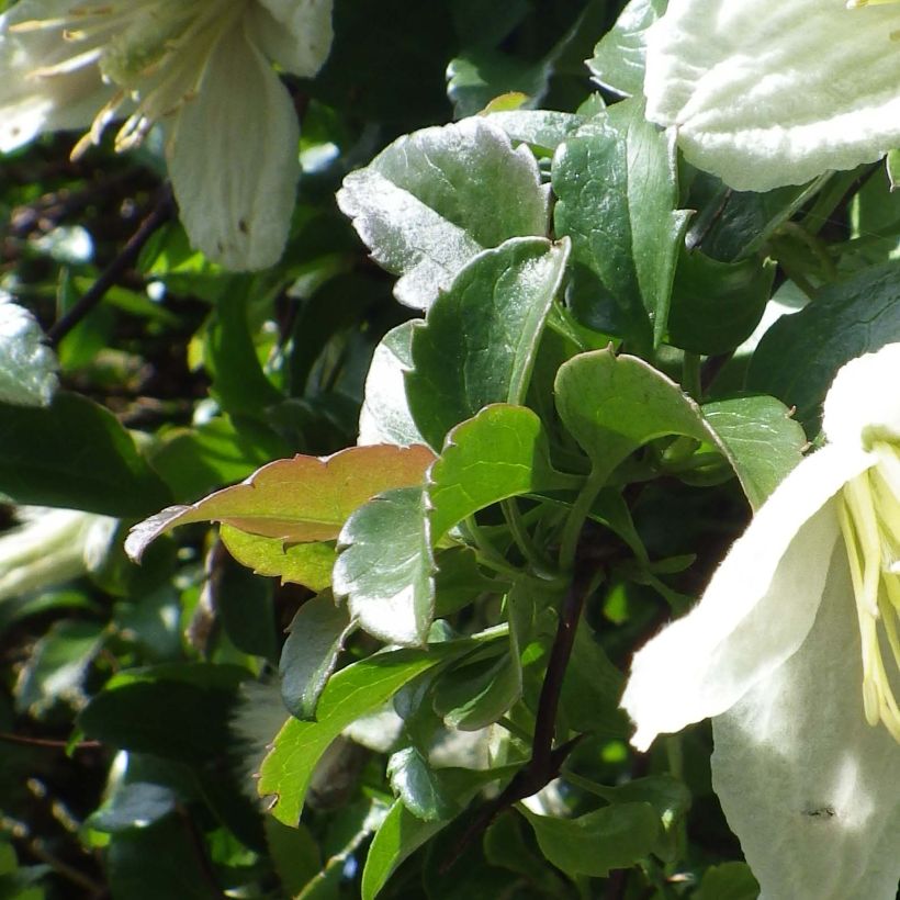 Clematis cirrhosa Wisley Cream - Groenblijvende bosrank (Foliage)
