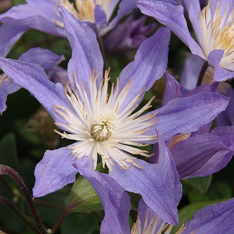 Clematis integrifolia Blue River - Struikclematis (Flowering)