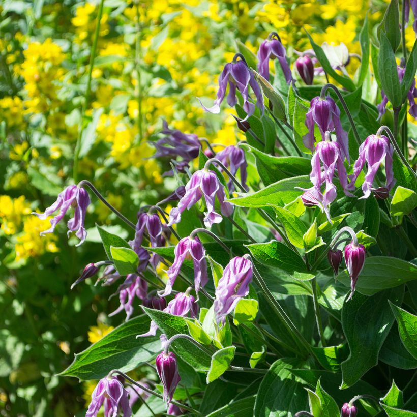 Clematis integrifolia Jessica - Struikclematis (Groeiplaats)