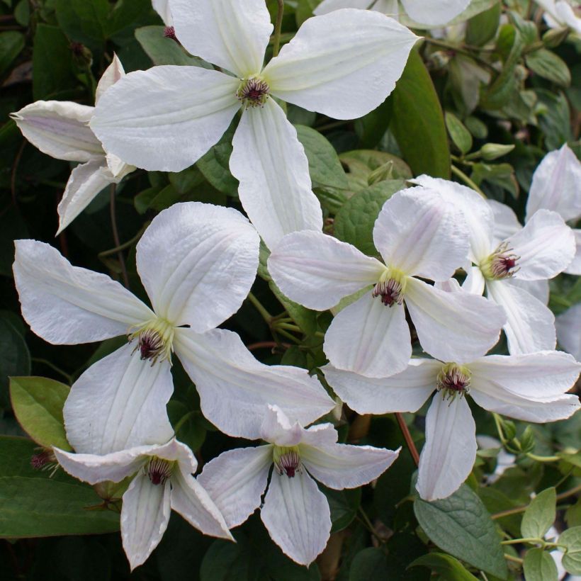 Clematis jackmanii Forever Friends Zofofri - Bosrank (Flowering)