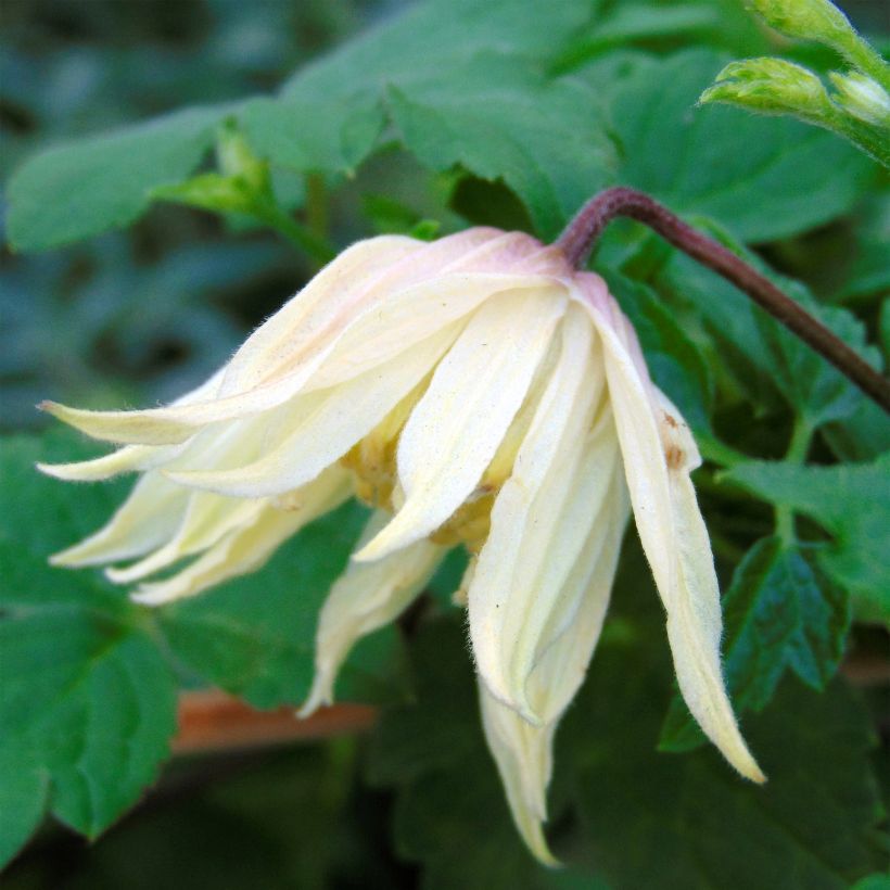 Clematis koreana Amber - Bosrank (Flowering)