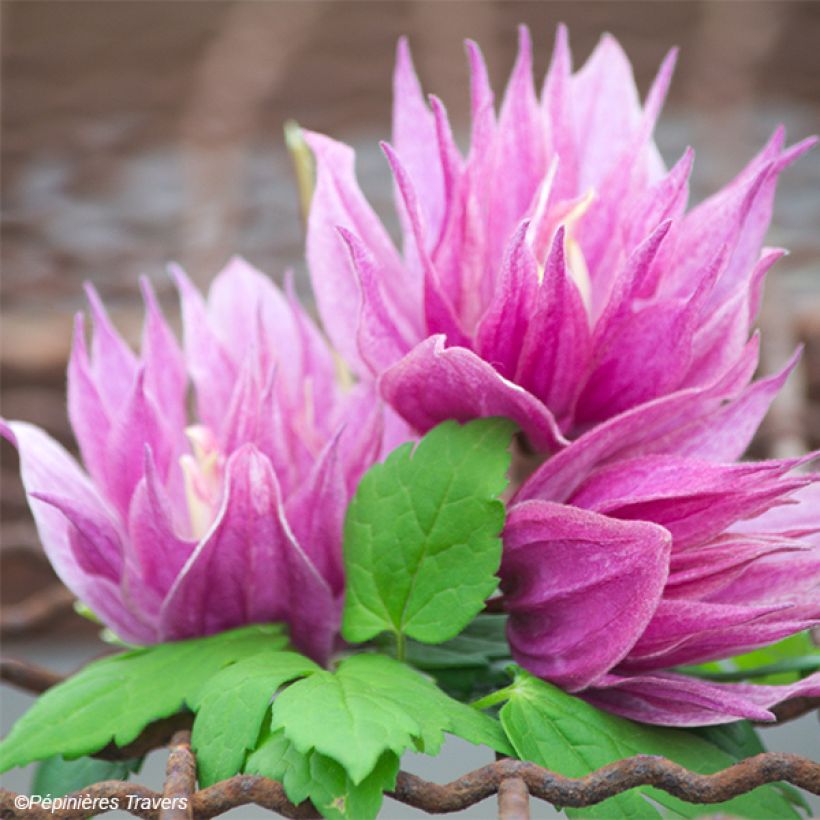 Clematis macropetala Purple Dream - Kleinbloemige clematis (Bloei)