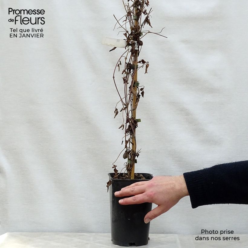 Example of Clematis montana Broughton star - Bergbosrank Pot van 2 l/3 l as you get in hiver