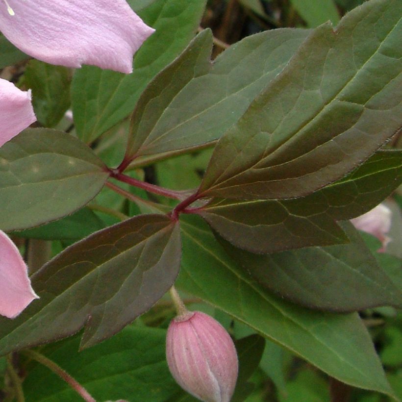 Clematis montana Fragrant Spring - Bergbosrank (Blad)