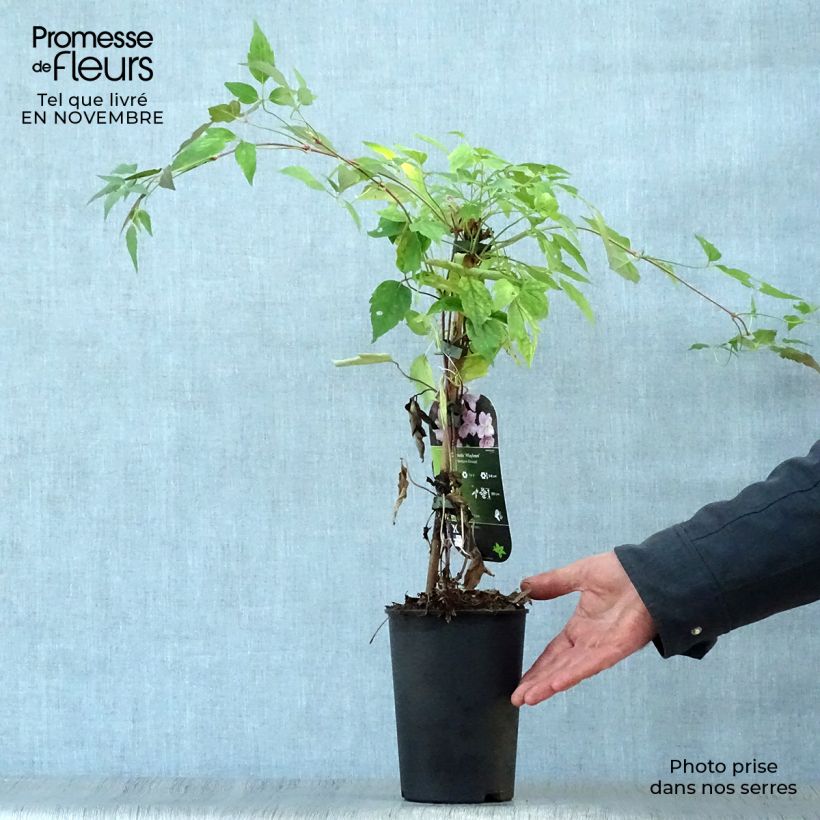Exemplaar van Clematis montana Mayleen - Bergbosrank Pot van 2 l/3 l zoals geleverd in de herfst
