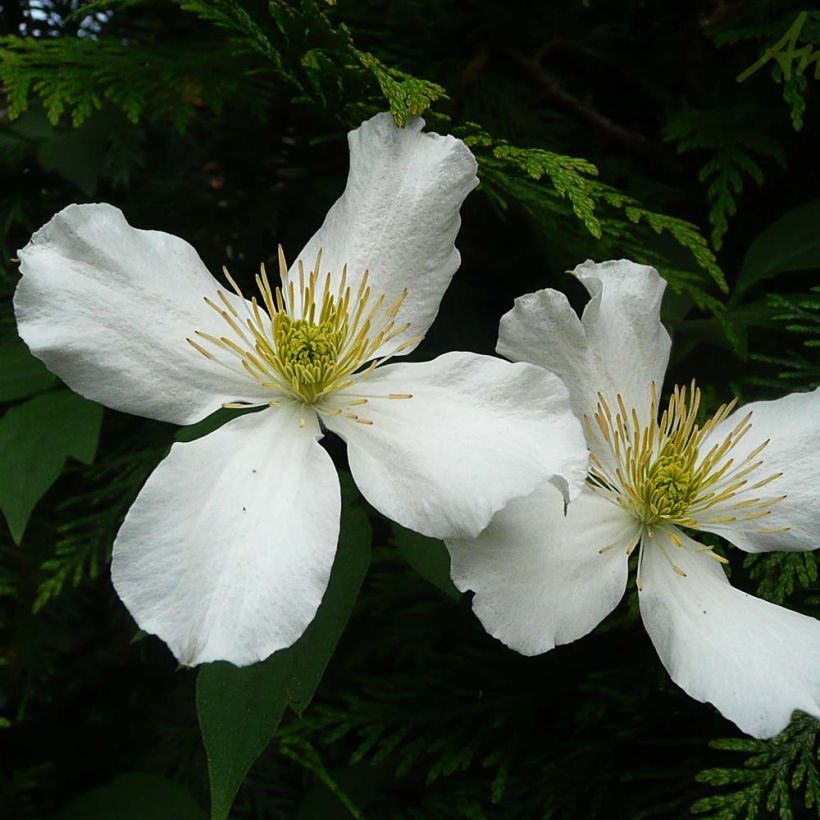 Clematis montana Spooneri - Bergbosrank (Flowering)