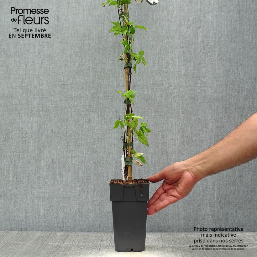 Exemplaar van Clematis Beautiful Bride - Grootbloemige bosrank Pot van 2 l/3 l zoals geleverd in de herfst