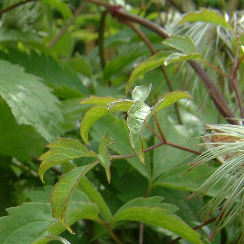 Clematis serratifolia - Bosrank (Foliage)