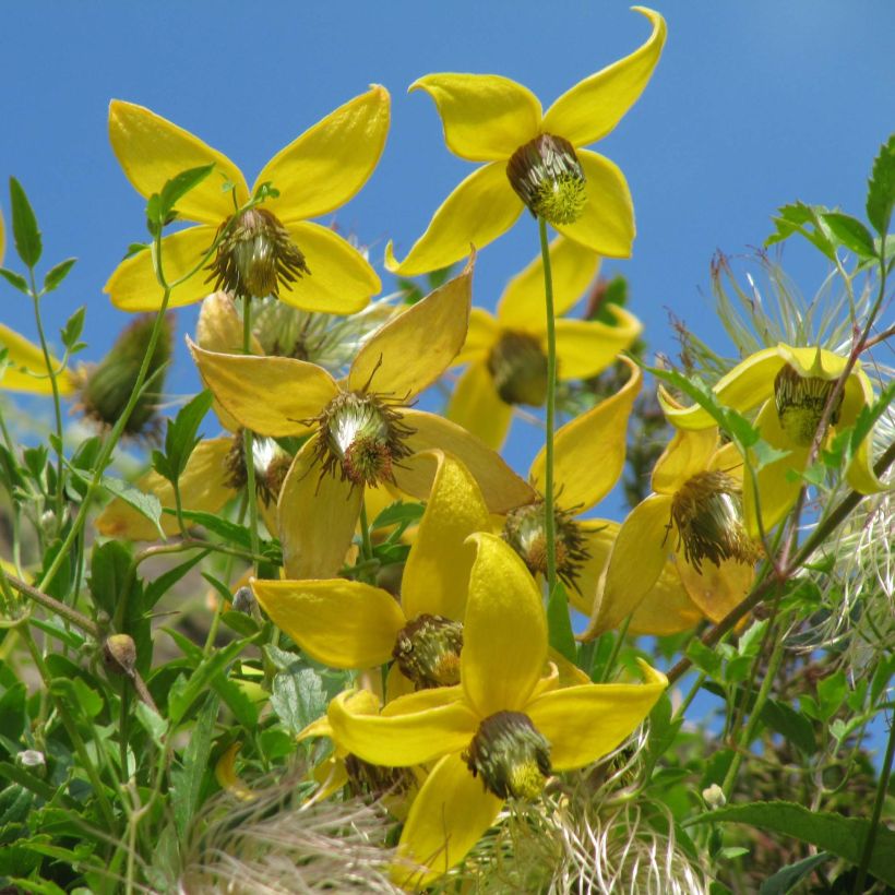 Clematis tibetana subsp. tangutica - Gouden bosrank (Flowering)