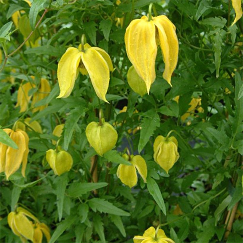Clematis tangutica Aureolin - Gouden bosrank (Flowering)