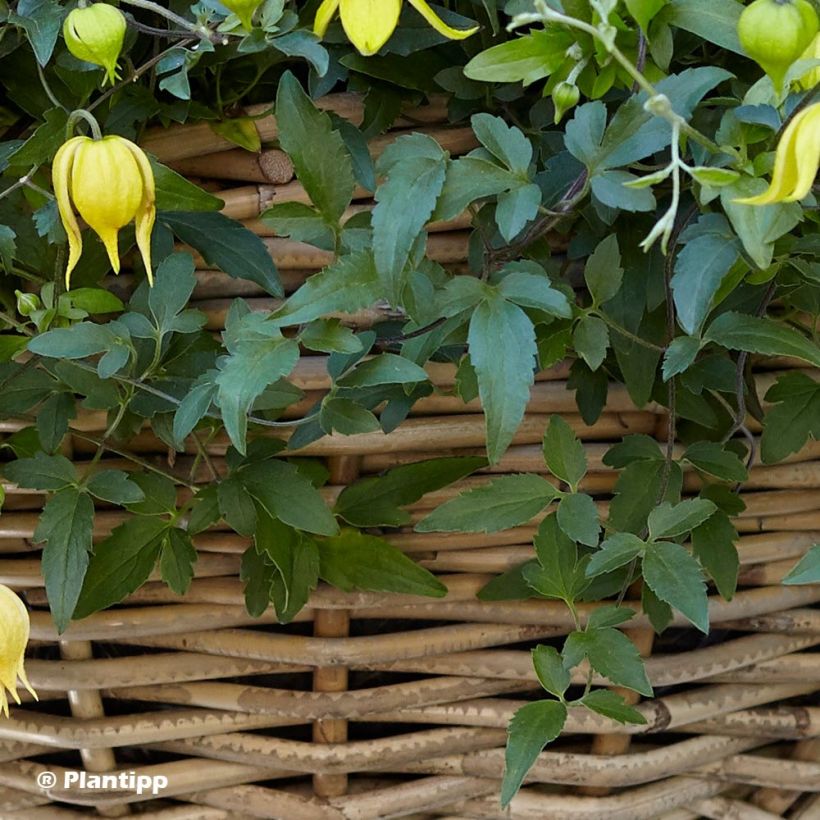 Clematis tangutica Little Lemons - Gouden bosrank (Foliage)