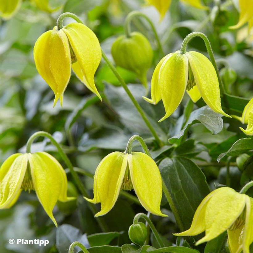 Clematis tangutica Little Lemons - Gouden bosrank (Flowering)