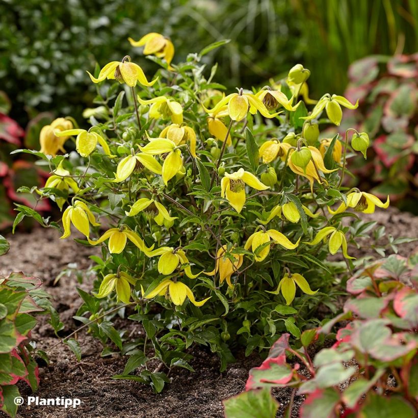 Clematis tangutica Little Lemons - Gouden bosrank (Plant habit)
