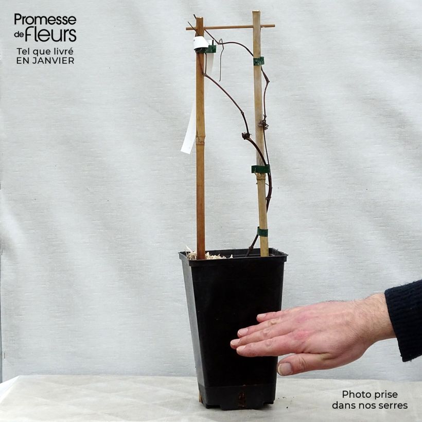 Example of Clématite - Clematis texensis Queen Maxima Pot van 1,5 l/2 l as you get in hiver