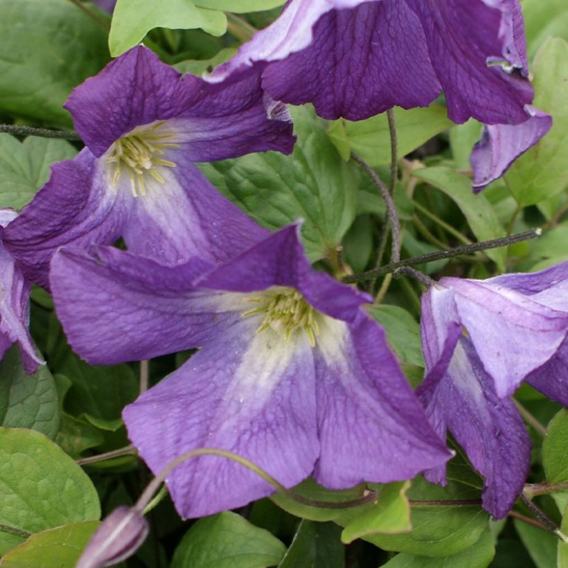 Clematis Little Bas - Italiaanse clematis (Flowering)