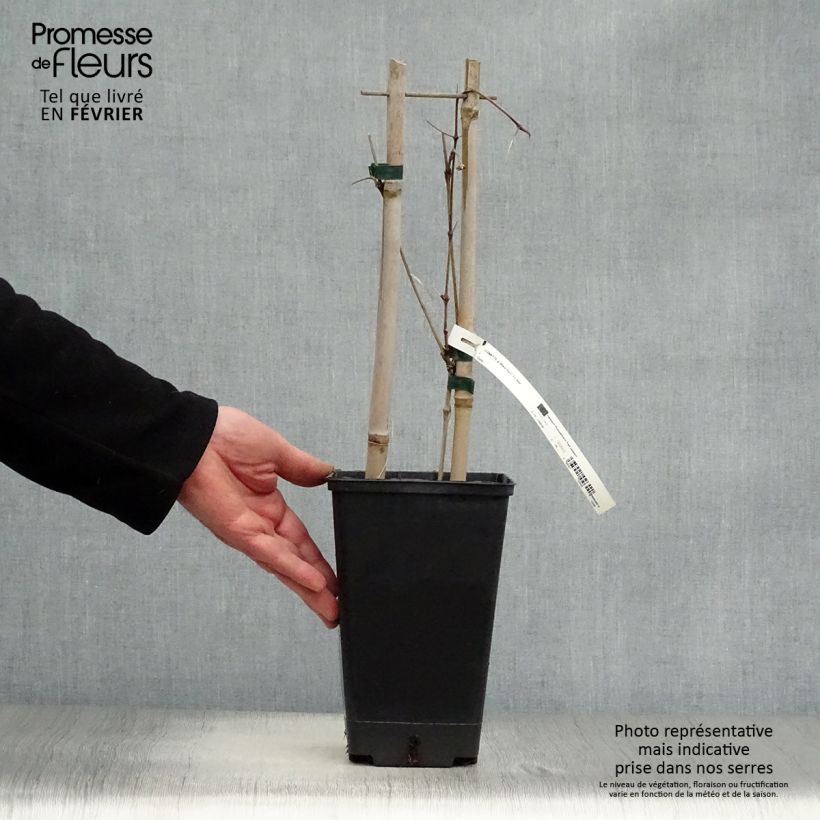 Example of Clématite Black Tea Pot van 1,5 l/2 l as you get in hiver