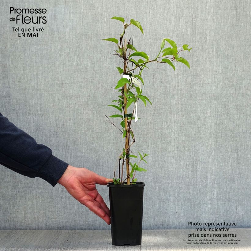 Exemplaar van Clematis Black Tea Pot van 1,5 l/2 l zoals geleverd in de lente