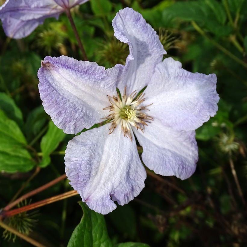 Clematis Blekitny aniol - Clematis (Bloei)