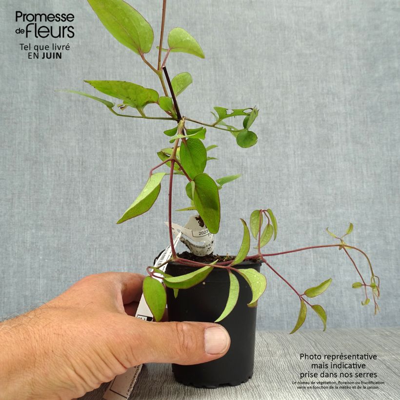 Exemplaar van Clematis Blekitny aniol - Clematis Kweekpotje van 8/9 cm zoals geleverd in de zomer