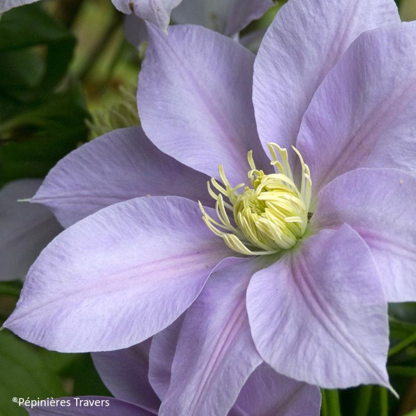 Clematis Blue Eyes (Bloei)