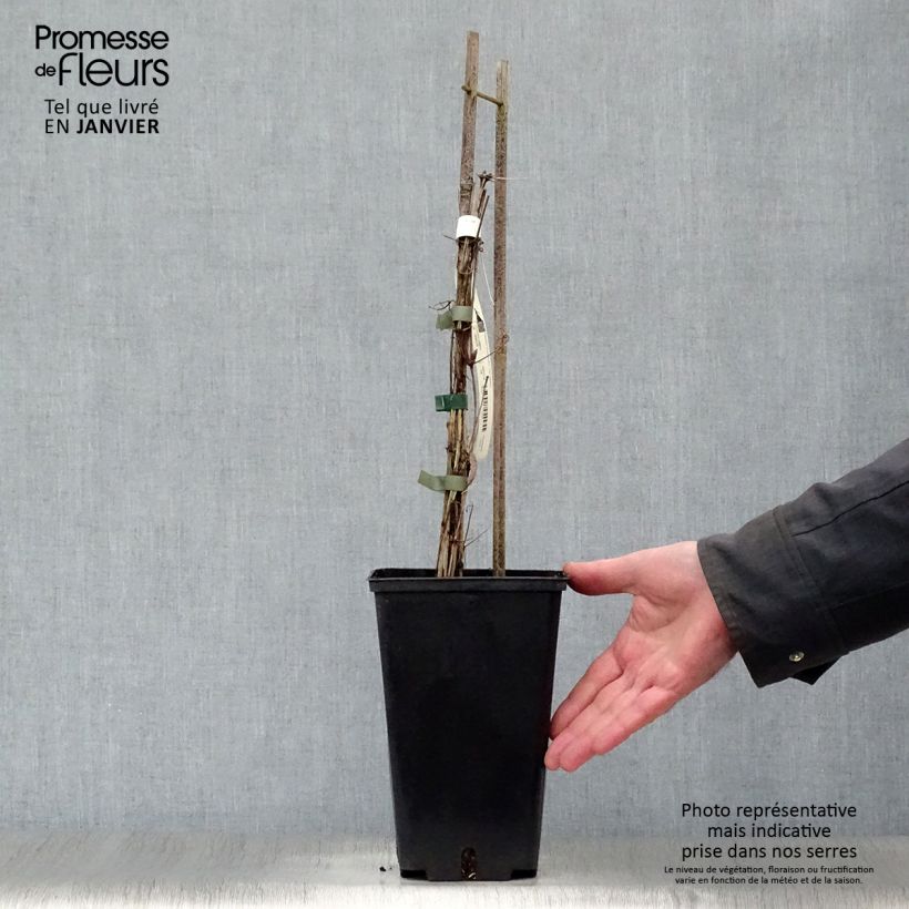 Example of Clematis Burma Star in 2L/3L pot. as you get in hiver