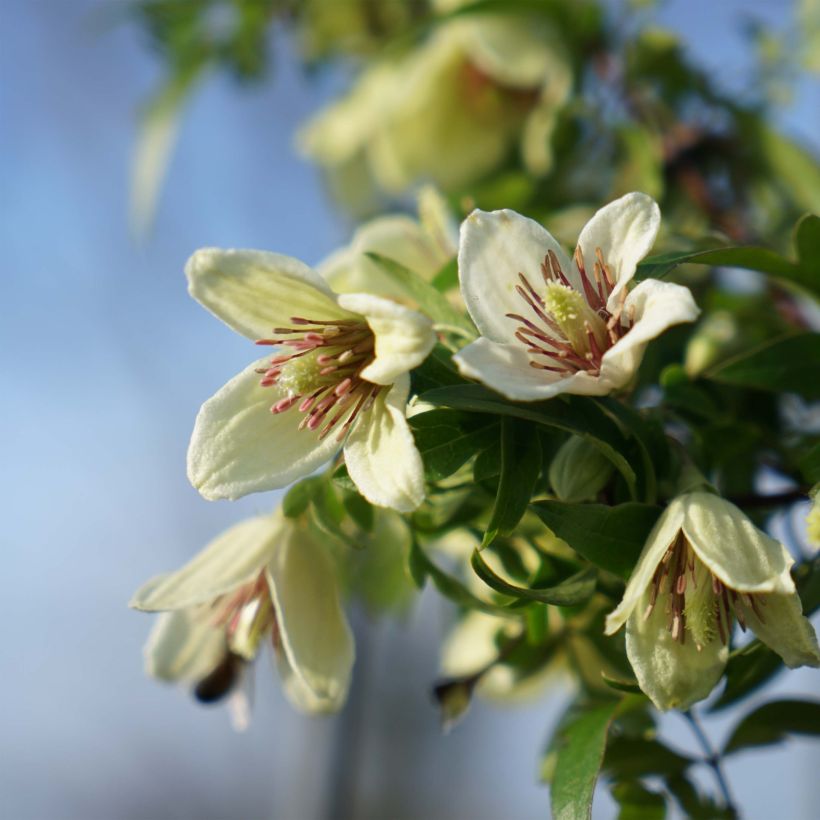 Clematis napaulensis Christmas Surprise (Flowering)