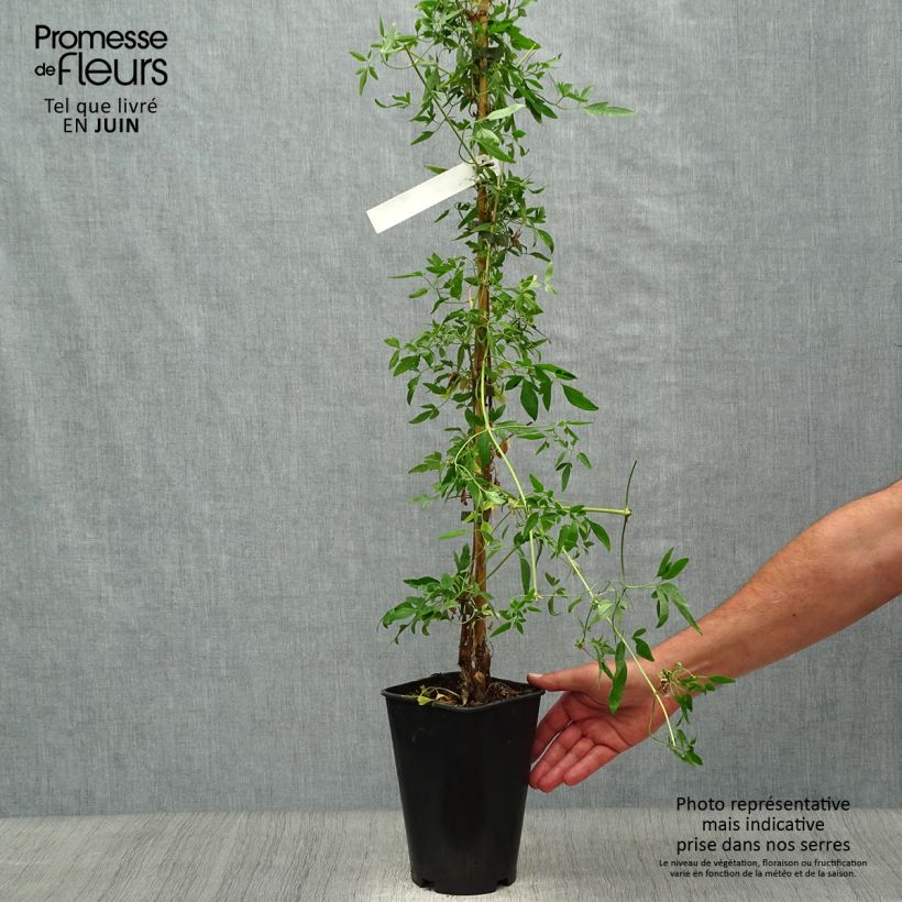 Exemplaar van Clematis napaulensis Christmas Surprise Pot van 2 l/3 l zoals geleverd in de zomer